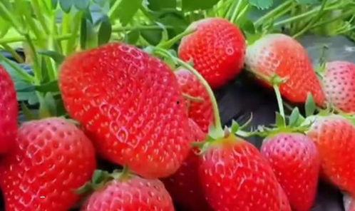 国产草莓视频,视频带你领略田园风光与美味果实